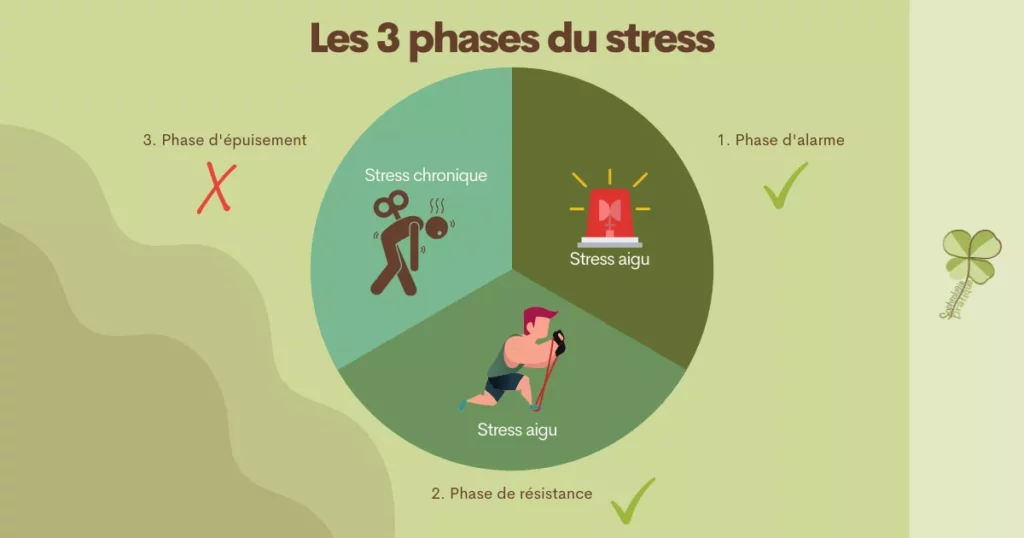 Les 3 phases du stress selon leur ordre d'apparition : phase d'alarme, phase de résistance puis phase d'épuisement.